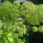 Flacon huile essentielle angélique racine Angelica archangelica 2 ml Pierre Franchomme