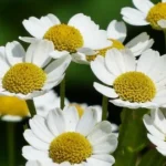 CAMOMILLE MATRICAIRE 5 ML