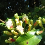 Fleurs de girofle bio 10 ml