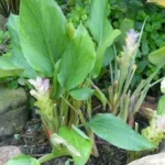 Curcuma de Java 10 ml (CO2)