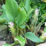Curcuma longa Bio 5 ml
