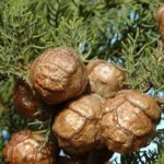 CYPRÈS TOUJOURS VERT BIO 10 ML