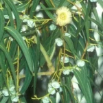 EUCALYPTUS CITRONNÉ 10 ML