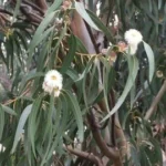 EUCALYPTUS GLOBULEUX BIO 10 ML