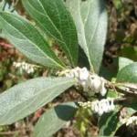 GAULTHÉRIE ODORANTE BIO 10 ML