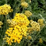 IMMORTELLE D'ITALIE (HÉLICHRYSE ITALIENNE) bio 5 ML