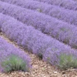 LAVANDE FINE DU QUERCY BIO 10 ML