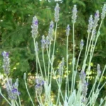 LAVANDE PAPILLON (STOECHADE) BIO 10 ML