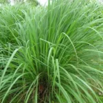 Lemongrass de l'Inde de l'est bio 10 ml