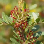 LENTISQUE PISTACHIER BIO 5 ML