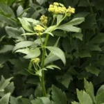 Livèche 5 ml (CO2)