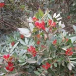 Mastic de chios 2 ml