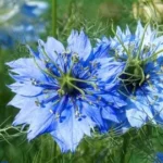 Nigelle douce ou cumin noir bio 10 ml (CO2)