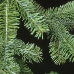Sapin baumier bio 10 ml