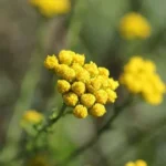 TANAISIE ANNUELLE BIO 5 ML