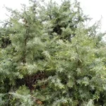 BOIS DE CADE 5 ML