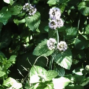 Menthe verte BIO 10 ml