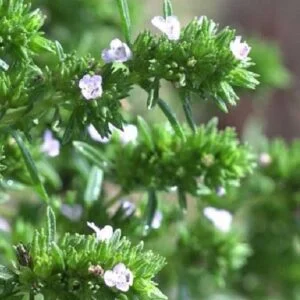 THYM À FEUILLES DE SARRIETTE BIO 10 ML