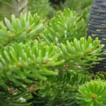 SAPIN DE SIBÉRIE 10 ML