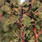 CYPRÈS DE FORMOSE 10 ML