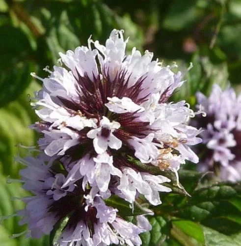 Menthe Bergamote 5 ml