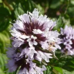 Menthe Bergamote 5 ml