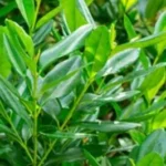 Huile essentielle Bay de St Thomas Bio - Pimenta racemosa - feuilles - 5 ml