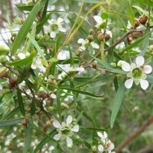 Myrte ou tea tree citronné 5 ml