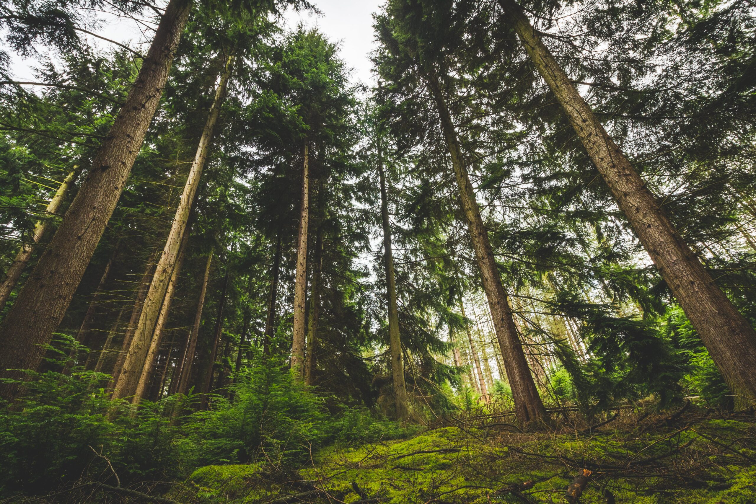 consultation de naturopathie