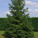 Sapin blanc BIO 10 ml