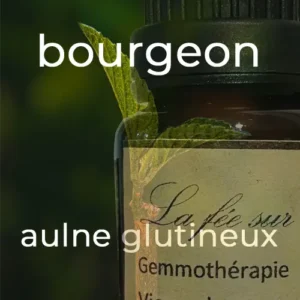 Gemmothérapie bourgeon d'aulne glutineux