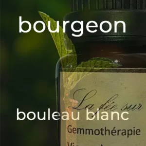 Gemmothérapie bourgeon de bouleau blanc