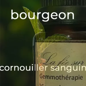 Gemmothérapie bourgeon de cornouiller sanguin