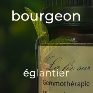 Gemmothérapie bourgeon d'églantier
