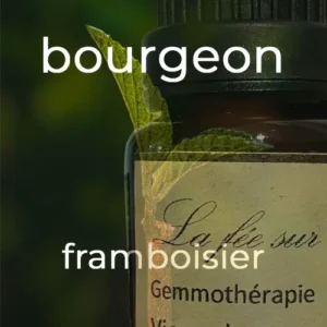 Gemmothérapie bourgeon de framboisier