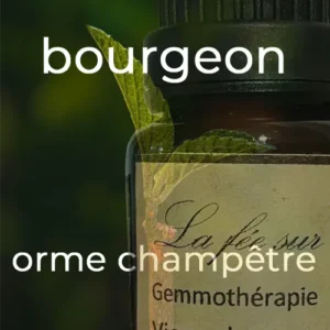 Gemmothérapie bourgeon d'orme champêtre