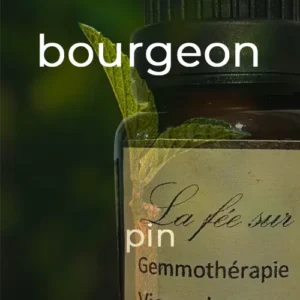 Gemmothérapie bourgeon de pin