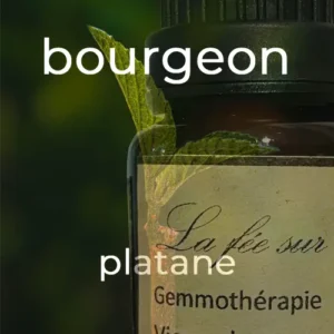 Gemmothérapie bourgeon de platane