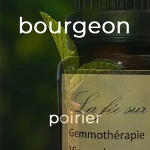 Gemmothérapie bourgeon de poirier