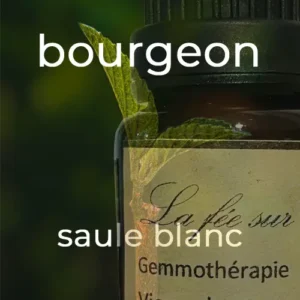 Gemmothérapie bourgeon de saule blanc