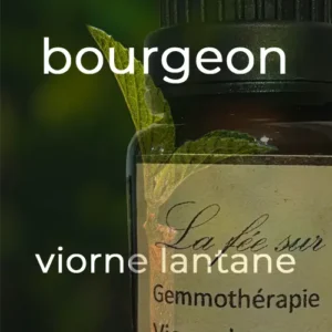 Gemmothérapie bourgeon de viorne lantane