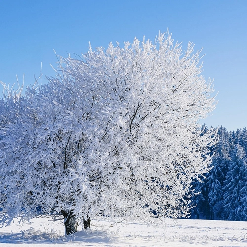 Hiver tranquille