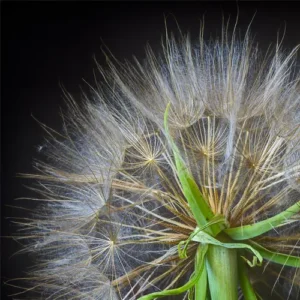 Allergies et aromathérapie
