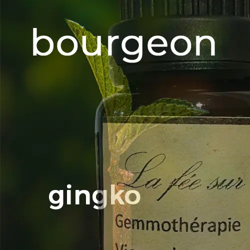 Macérat de bourgeons de gingko 15 ml