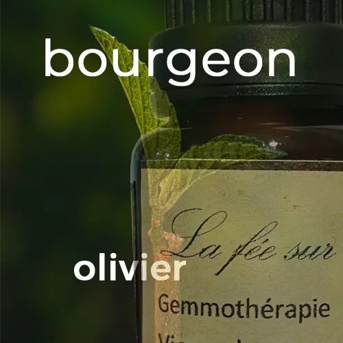Macérat de bourgeon d'olivier 15 ml