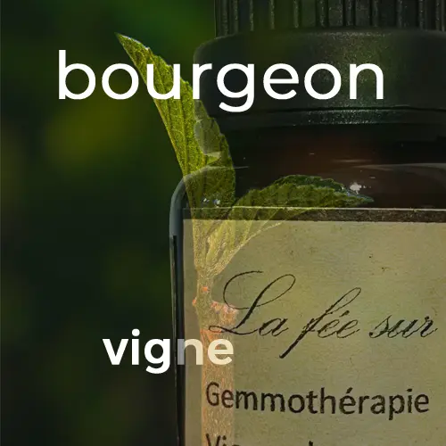 Macérat de bourgeon de vigne 15 ml