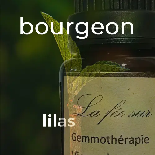 Macérat de bourgeons de lilas
