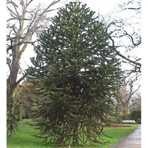 Araucaria 10 ml