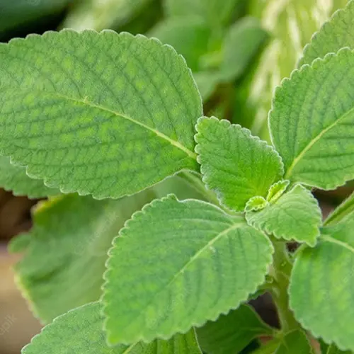 Huile essentielle de Boldo 2 ml