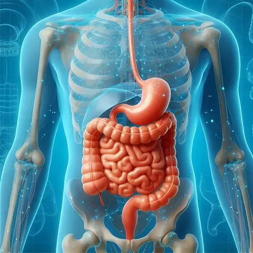 LA DIGESTION 
Comprendre, apaiser, retrouver du confort 